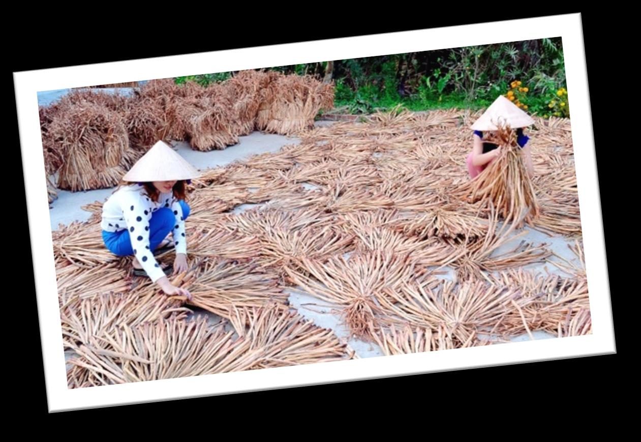 Drying water hyacinth, Mekong Delta
